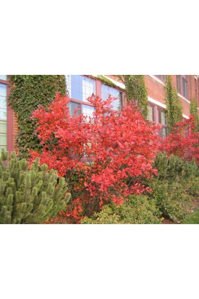 Аронія Брілліант в ландшафтному дизайні